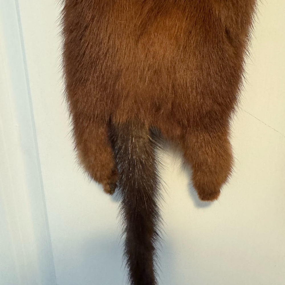 Vintage Red Fox Stole - Picture 9 of 10